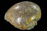 Polished Fossil Coral (Actinocyathus) Head - Morocco #157542-2